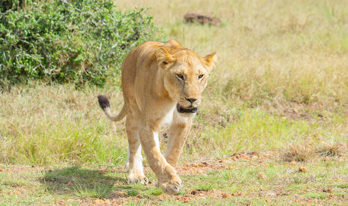 Portrait of a cat walking on grass