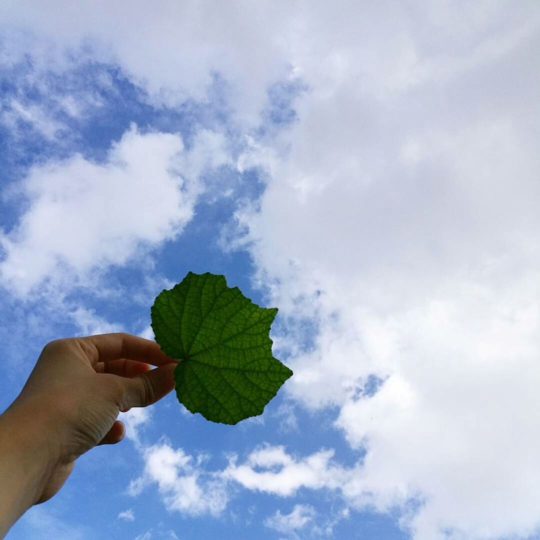 person, holding, leaf, sky, part of, leisure activity, green color, cloud - sky, outdoors, day, tranquility, scenics, personal perspective, nature, majestic, focus on foreground, summer, beauty in nature, freshness, tranquil scene, cloudy, natural condition
