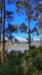 Scenic view of forest against blue sky