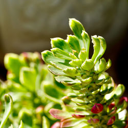 Close-up of succulent plant