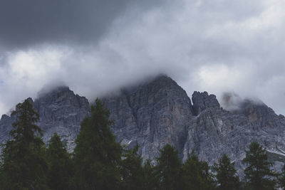 Low angle view of trees on mountain against sky