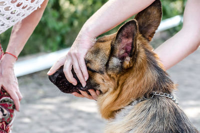 Close-up of hands holding dog