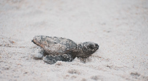 Close-up of crab on sand