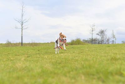 A beagle puppy runs with a tug toy in its mouth. playful dog running in the meadow. tug of war dog