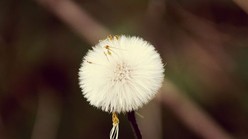 Close-up of white flower