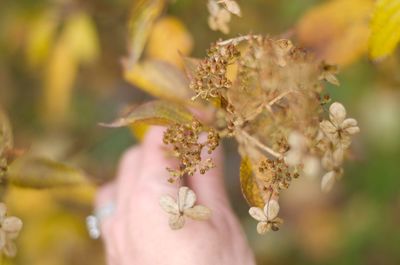 Close-up of white flowering plant