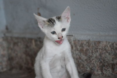 Portrait of white cat against wall