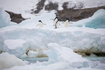 Low angle view of penguins on ice berg against sky