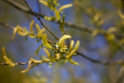 Close-up of a flower