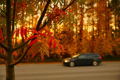 Close-up of autumn leaves on tree