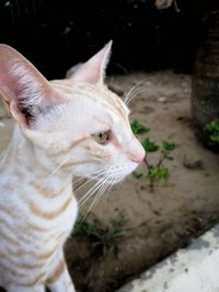 Close-up of cat looking away