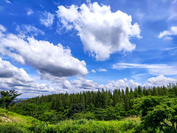 Scenic view of forest against sky