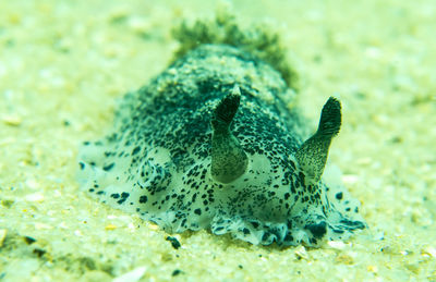 Close-up of turtle swimming in sea