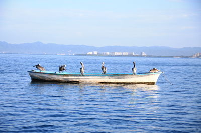 Pelicans perching on boat moored in sea