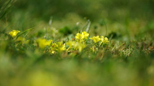 Close-up of yellow flowering plant on field