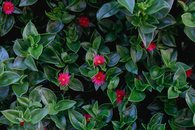 High angle view of pink flowering plants