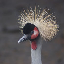 Close-up of bird against blurred background