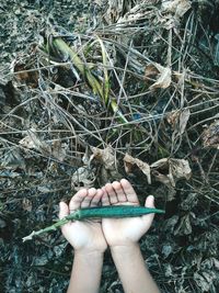 Cropped hands of woman holding vegetable