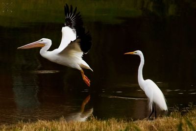 White heron flying over lake