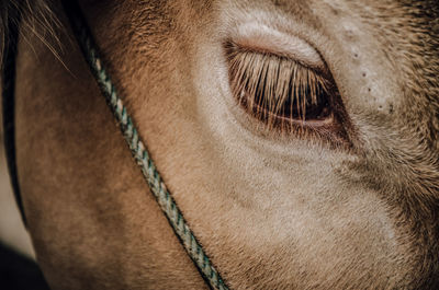 Close-up of dog eye