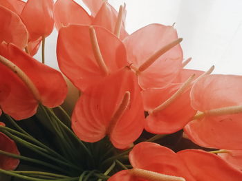 Close-up of red flowers