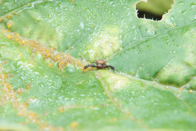 Close-up of insect on leaf