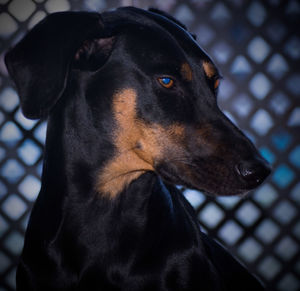 Close-up of black dog