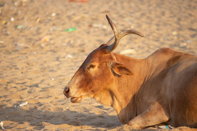 Side view of horse on field