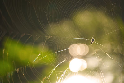 Close-up of spider on web