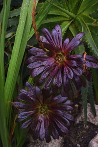 Close-up of purple flower