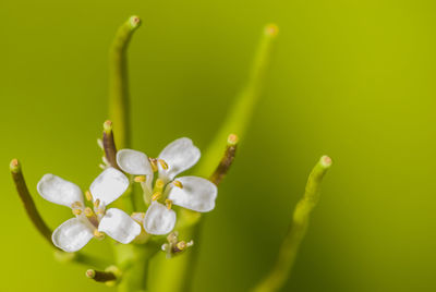 Close-up of plant