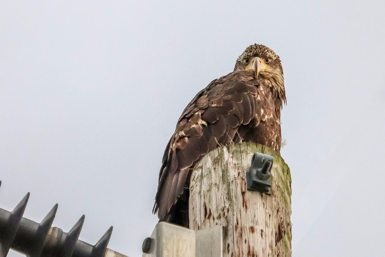 LOW ANGLE VIEW OF EAGLE PERCHING ON ROOF AGAINST SKY