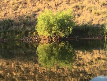 Reflection of trees in calm lake