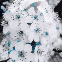 Close-up of white flowers