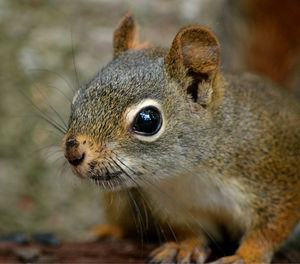 Close-up of an animal