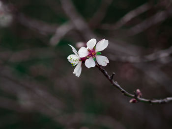 Close-up of cherry blossom