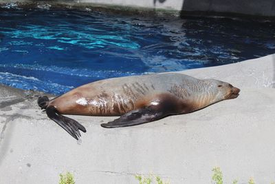 High angle view of sea lion in swimming pool