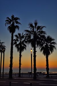 Silhouette of palm trees at seashore