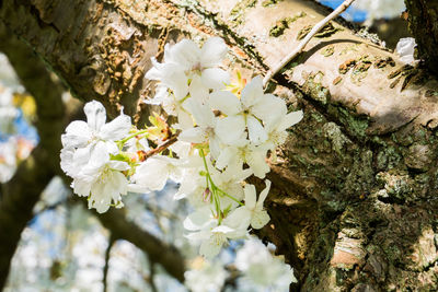 White apple blossoms in spring