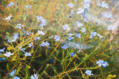 Close-up of flowering plant on field