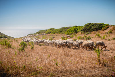 View of sheep on field against sky