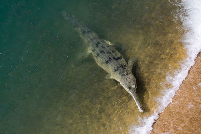 High angle view of fish swimming in sea