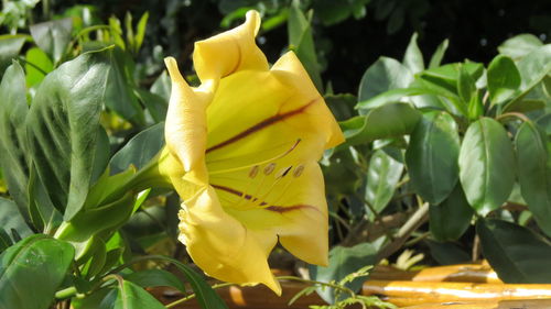 Close-up of yellow flowering plant