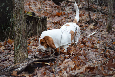 Dog resting on dry leaves in forest