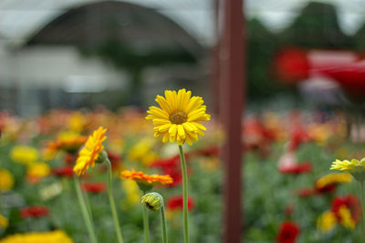 Close-up of yellow flowering plants on field