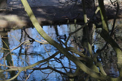 Close-up of tree branches
