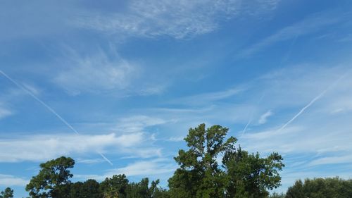 Low angle view of trees against blue sky