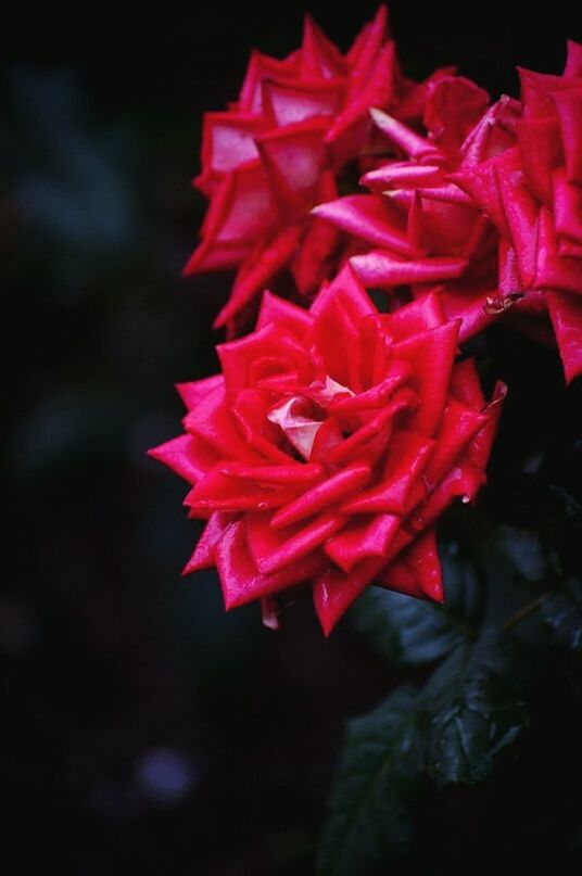 red, flower, petal, freshness, close-up, fragility, flower head, beauty in nature, growth, focus on foreground, nature, blooming, selective focus, plant, single flower, in bloom, no people, outdoors, night, botany