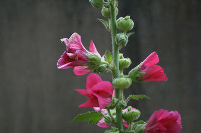 Close-up of pink flowers