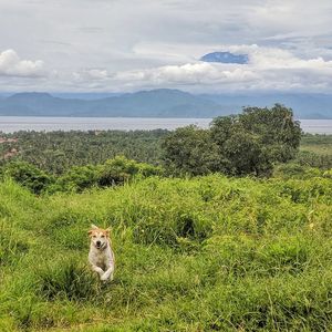 Sheep sitting on field by sea against sky